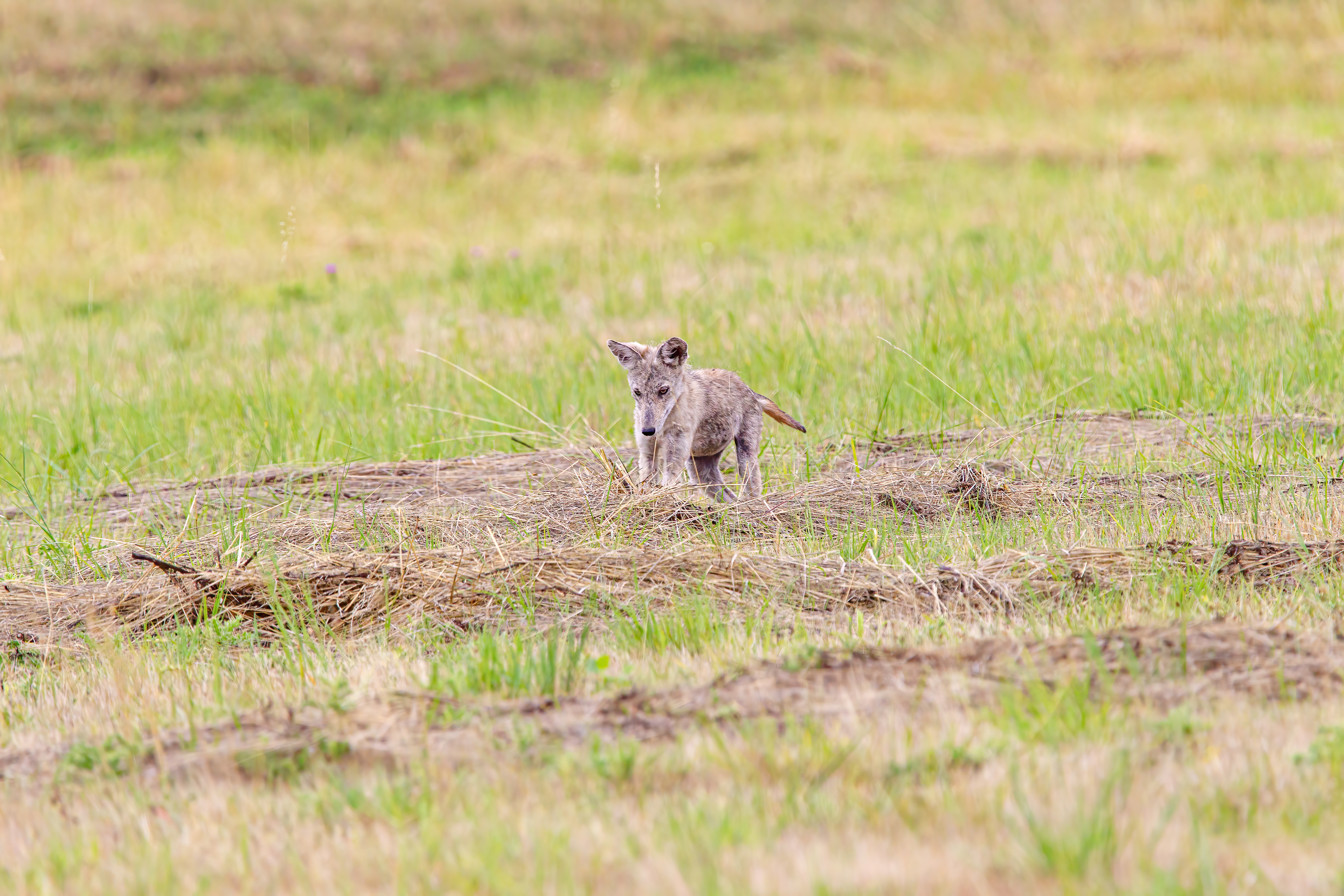 coyote (7)