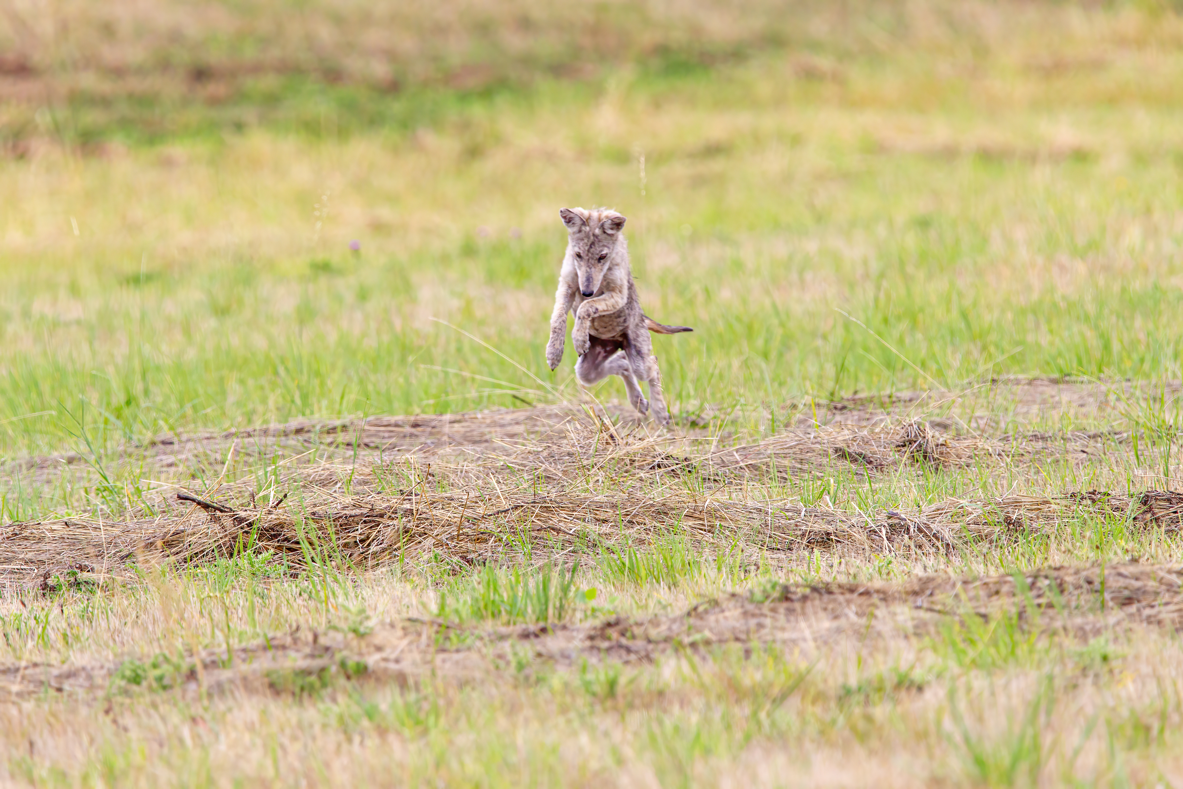 coyote (8)