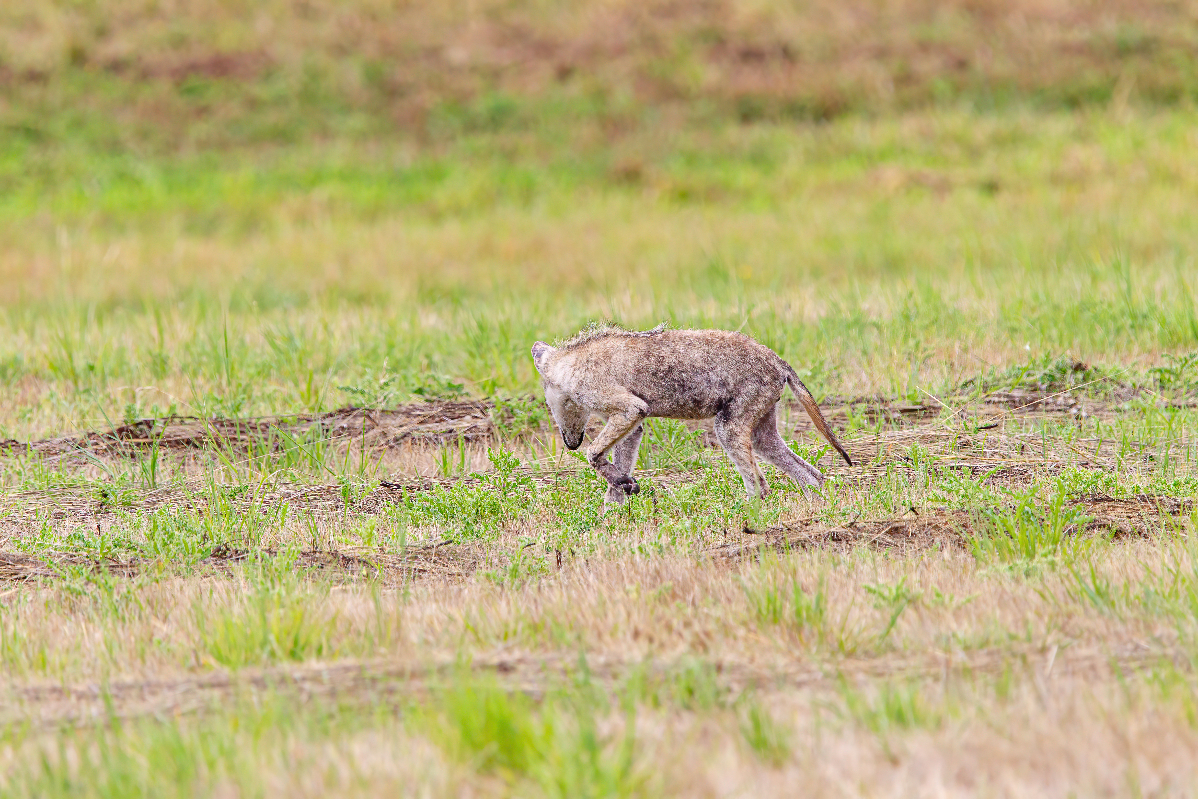 coyote (11)