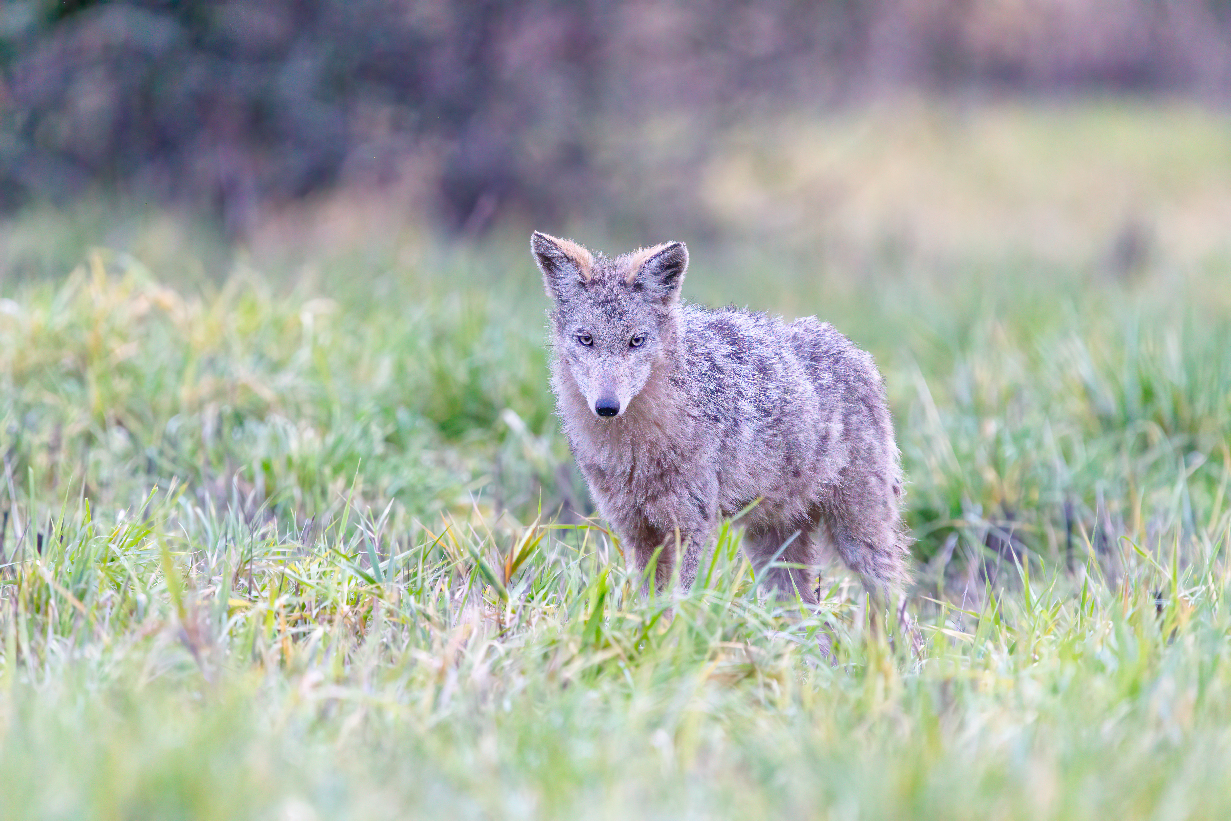 coyote (1)