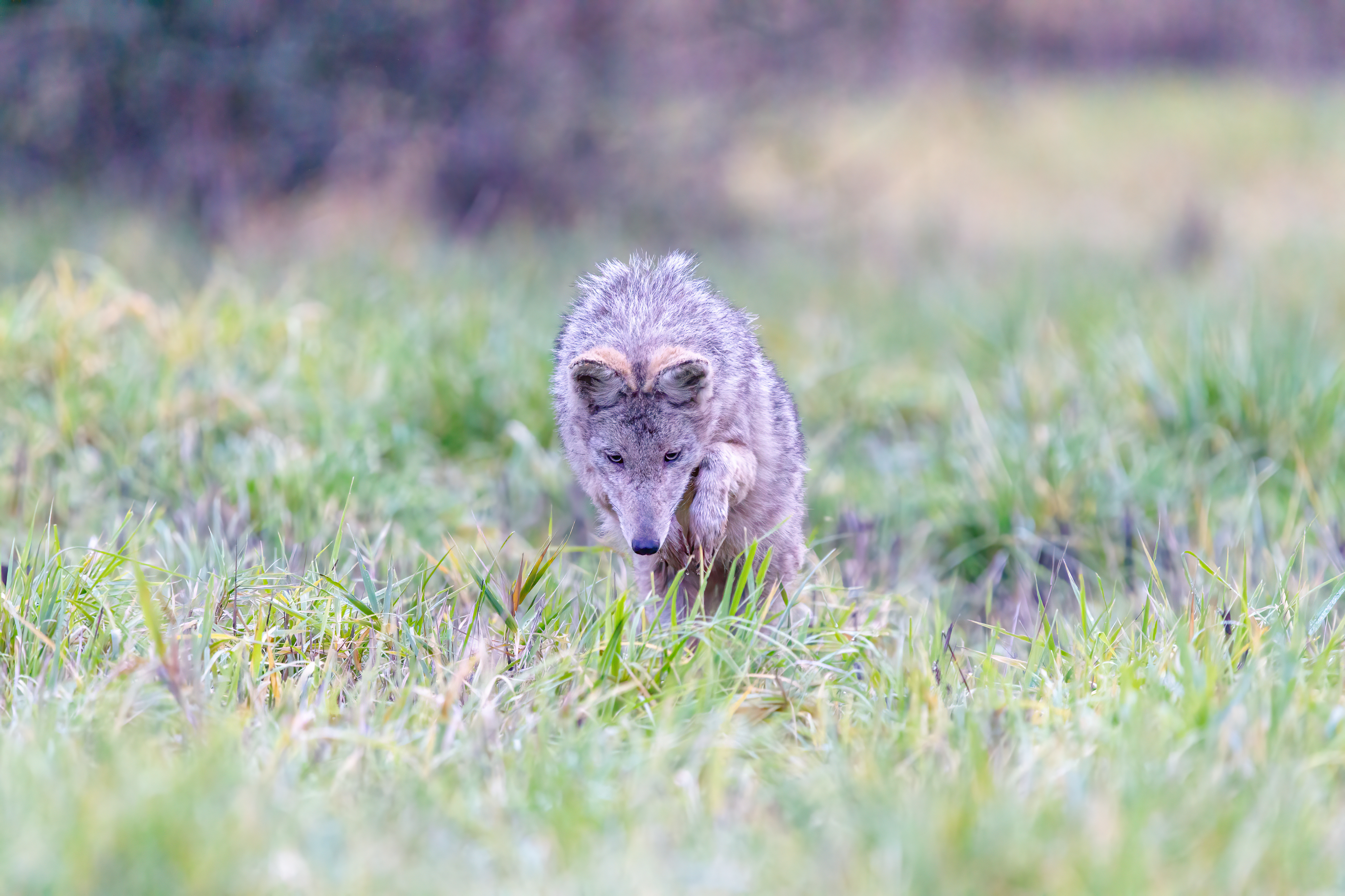 coyote (2)