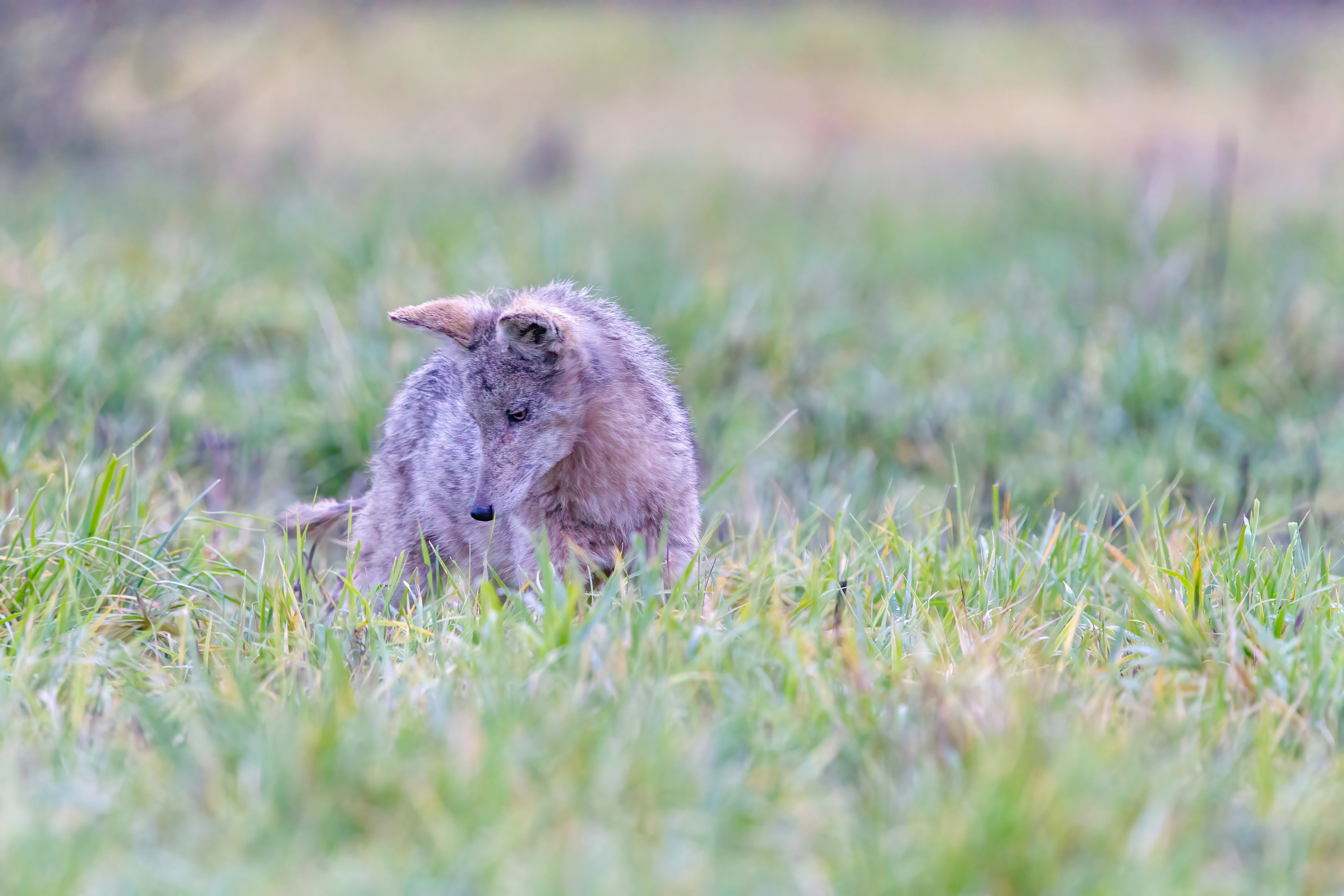 coyote (4)