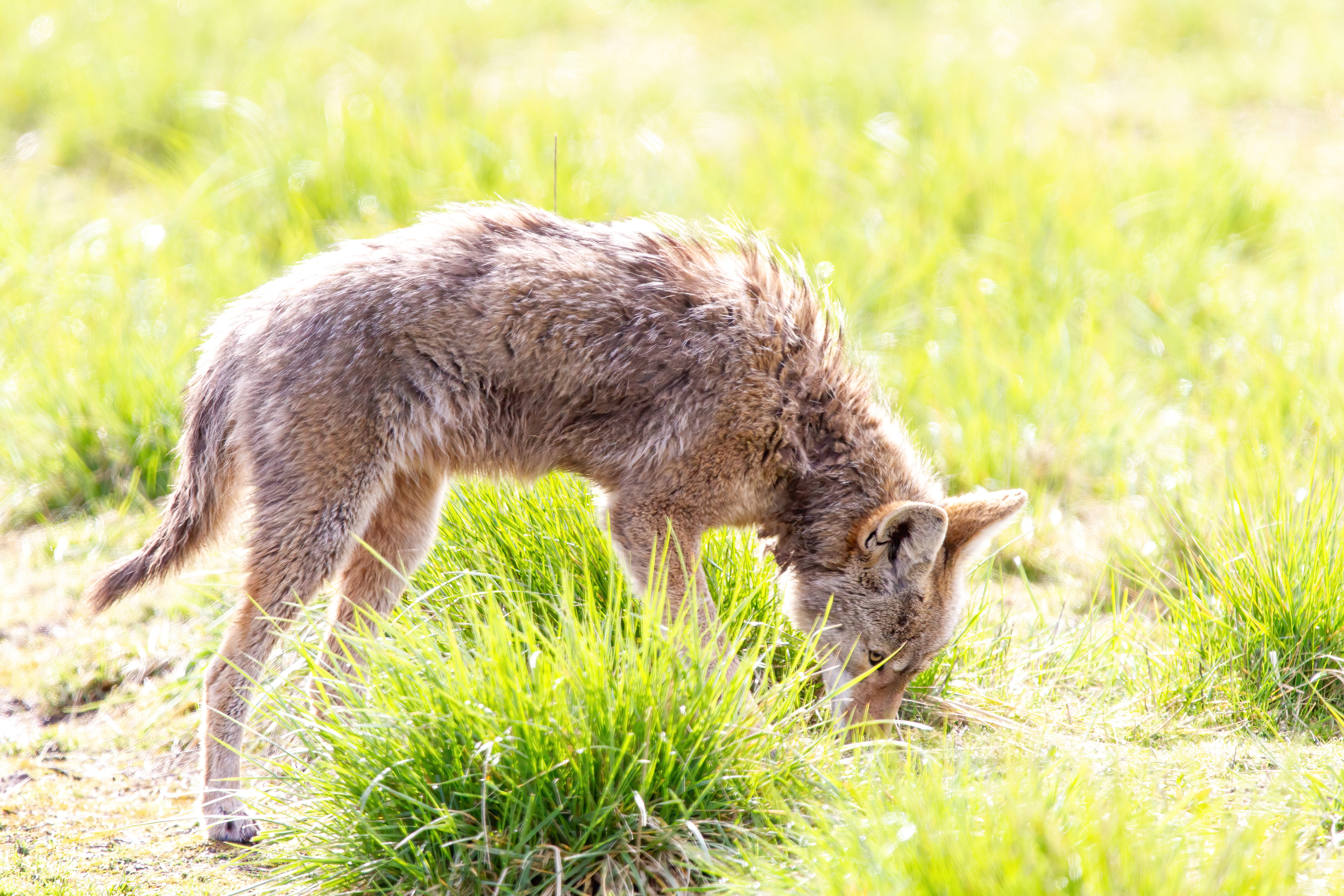 coyote (15)