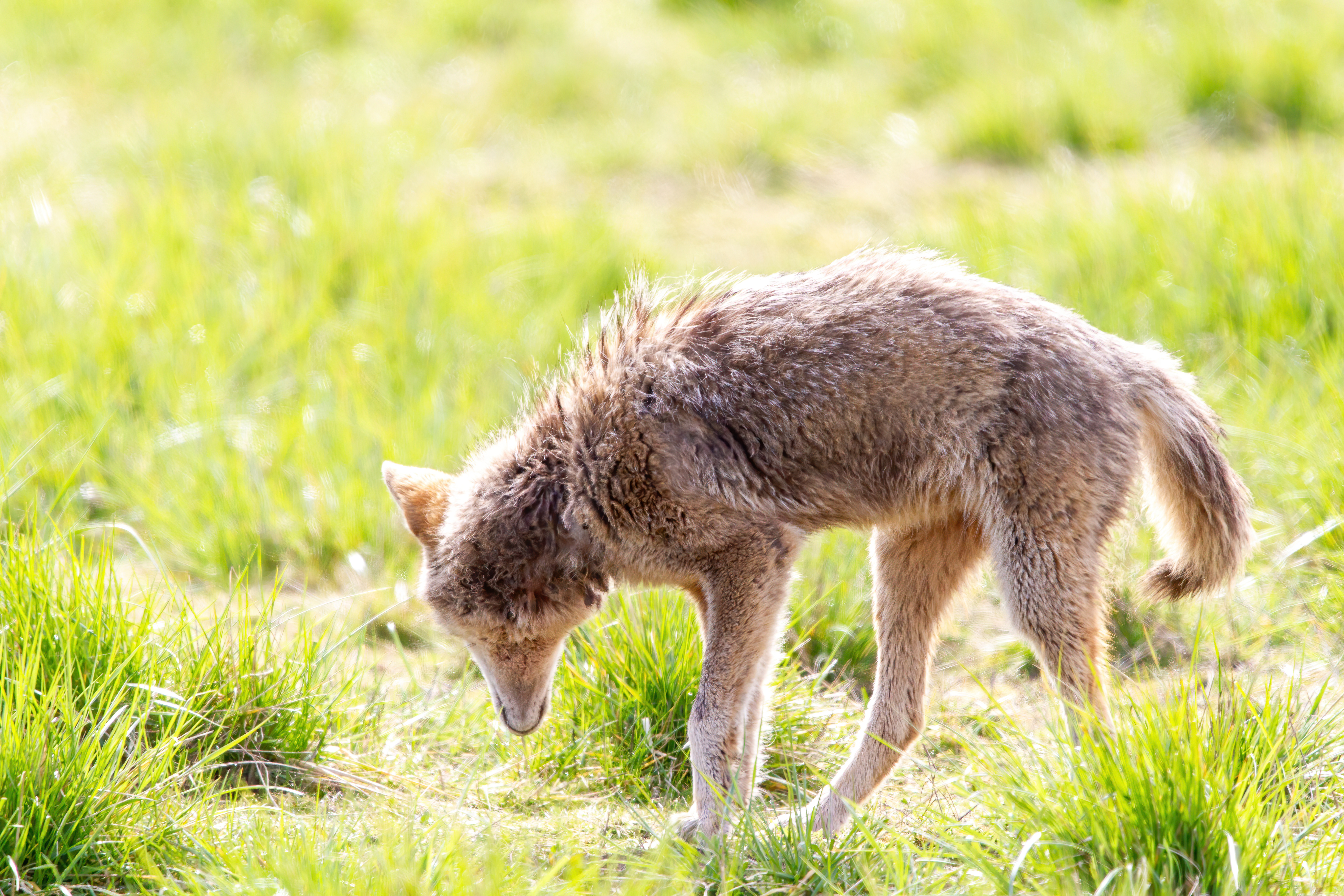 coyote (17)