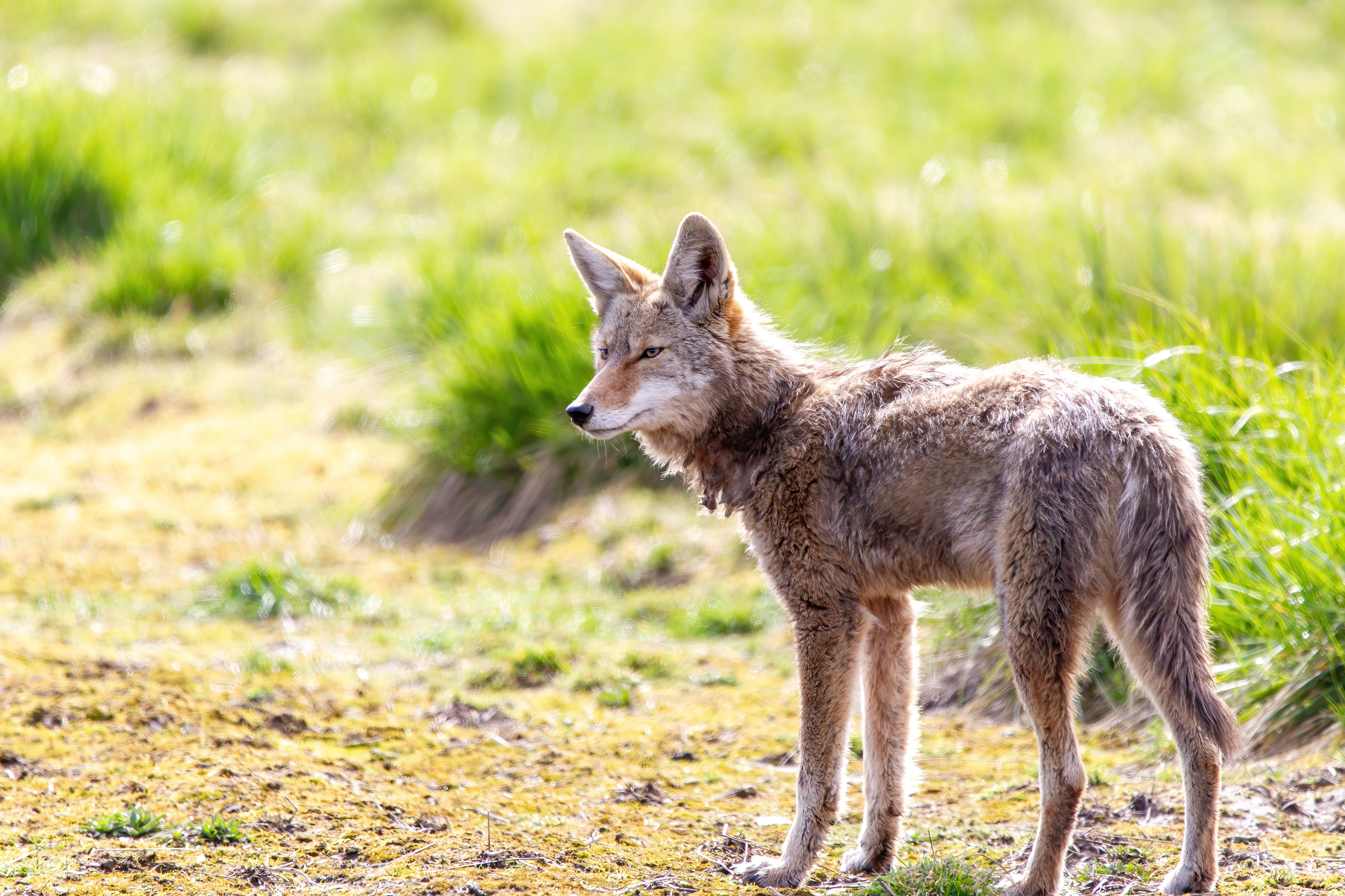 coyote (18)