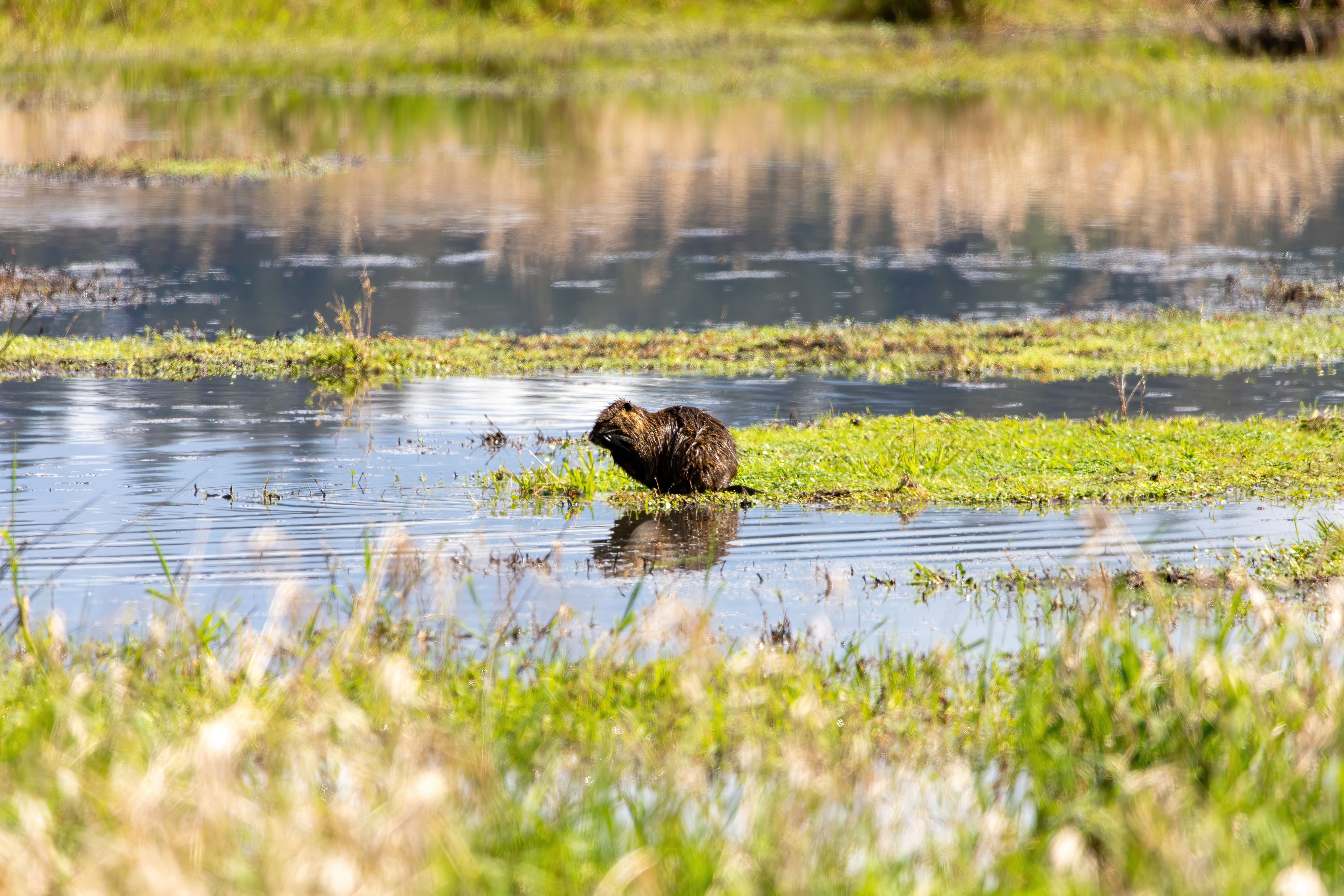 nutria (3)