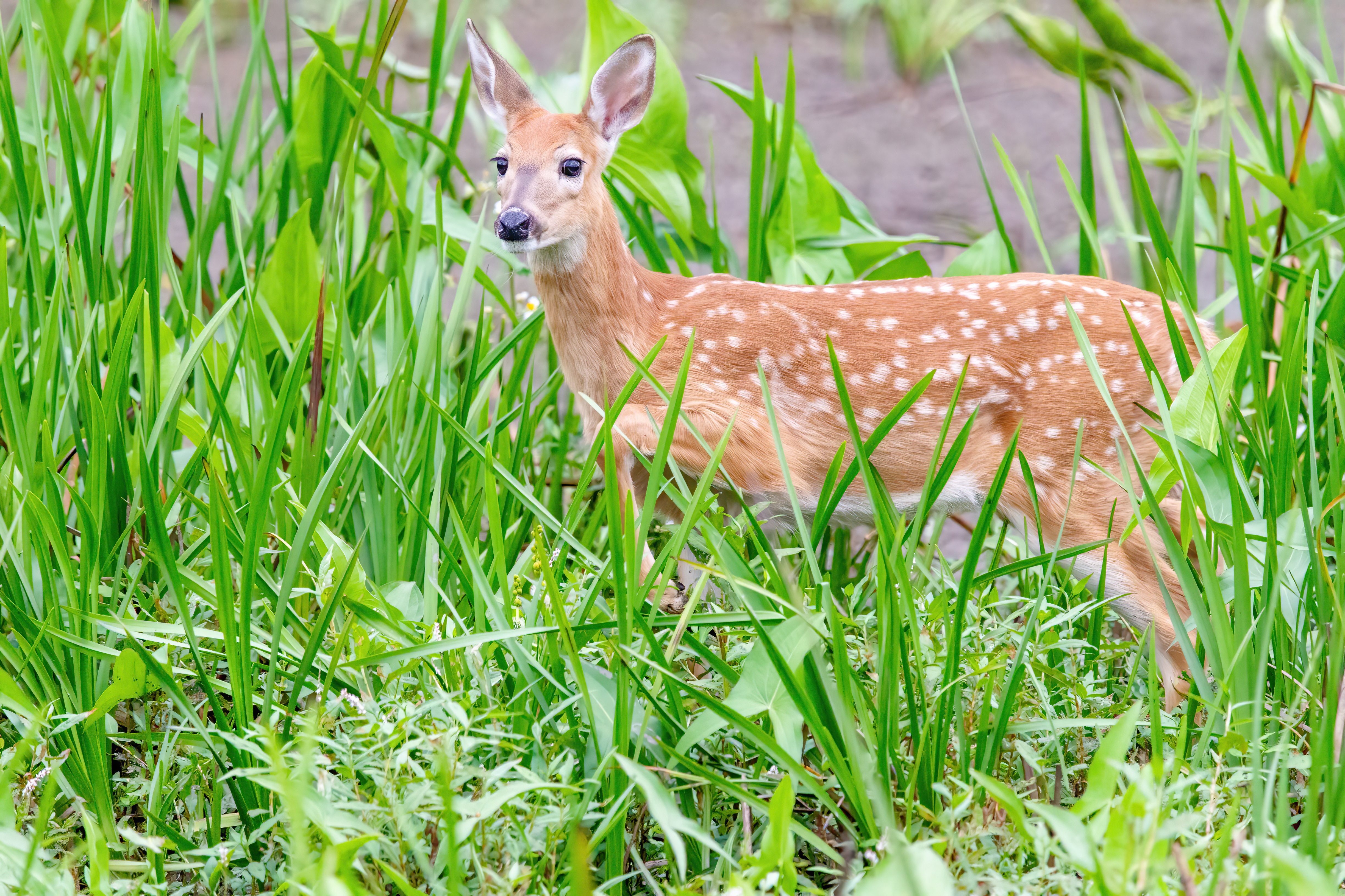 whitetail deer (6)