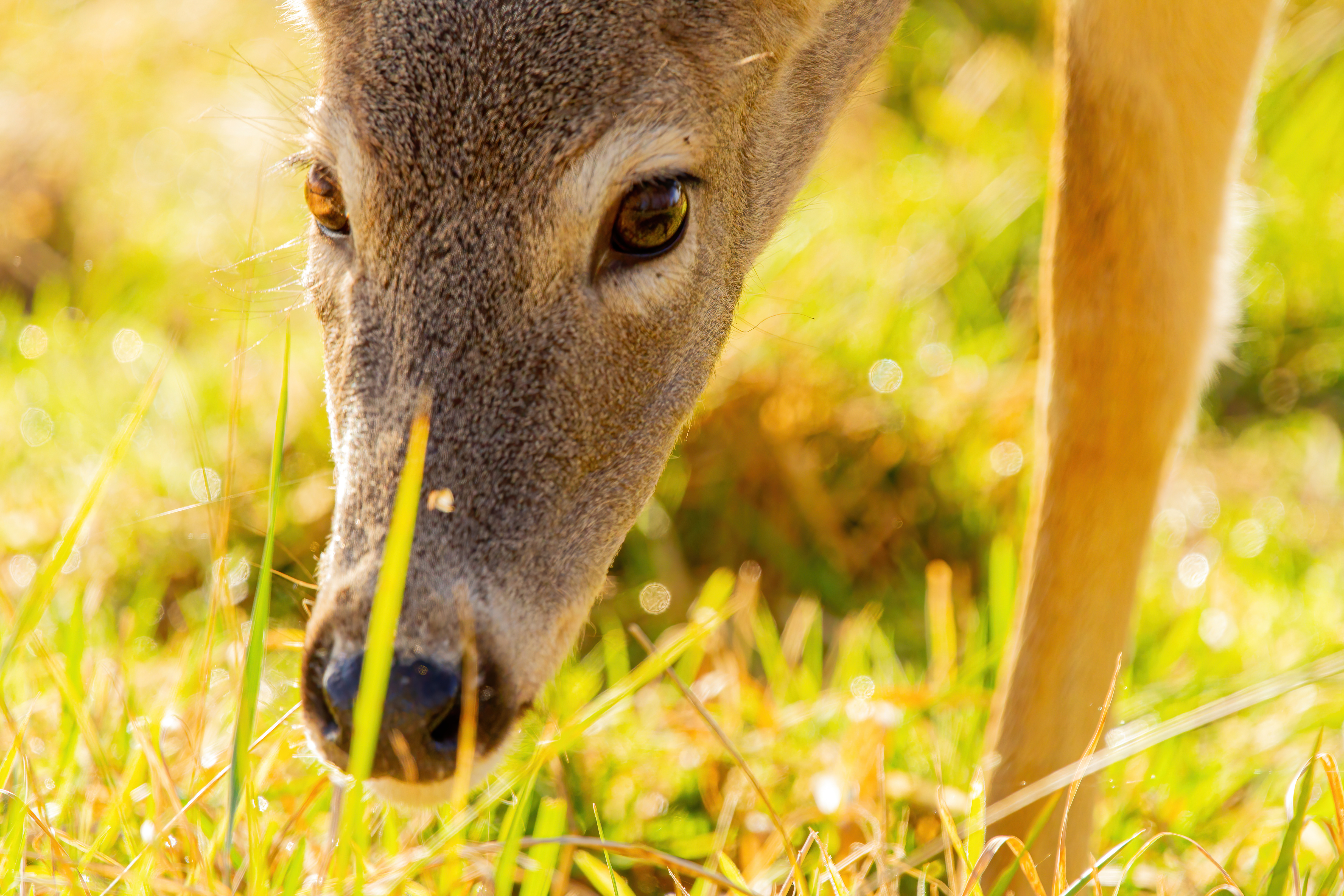 whitetail deer (7)