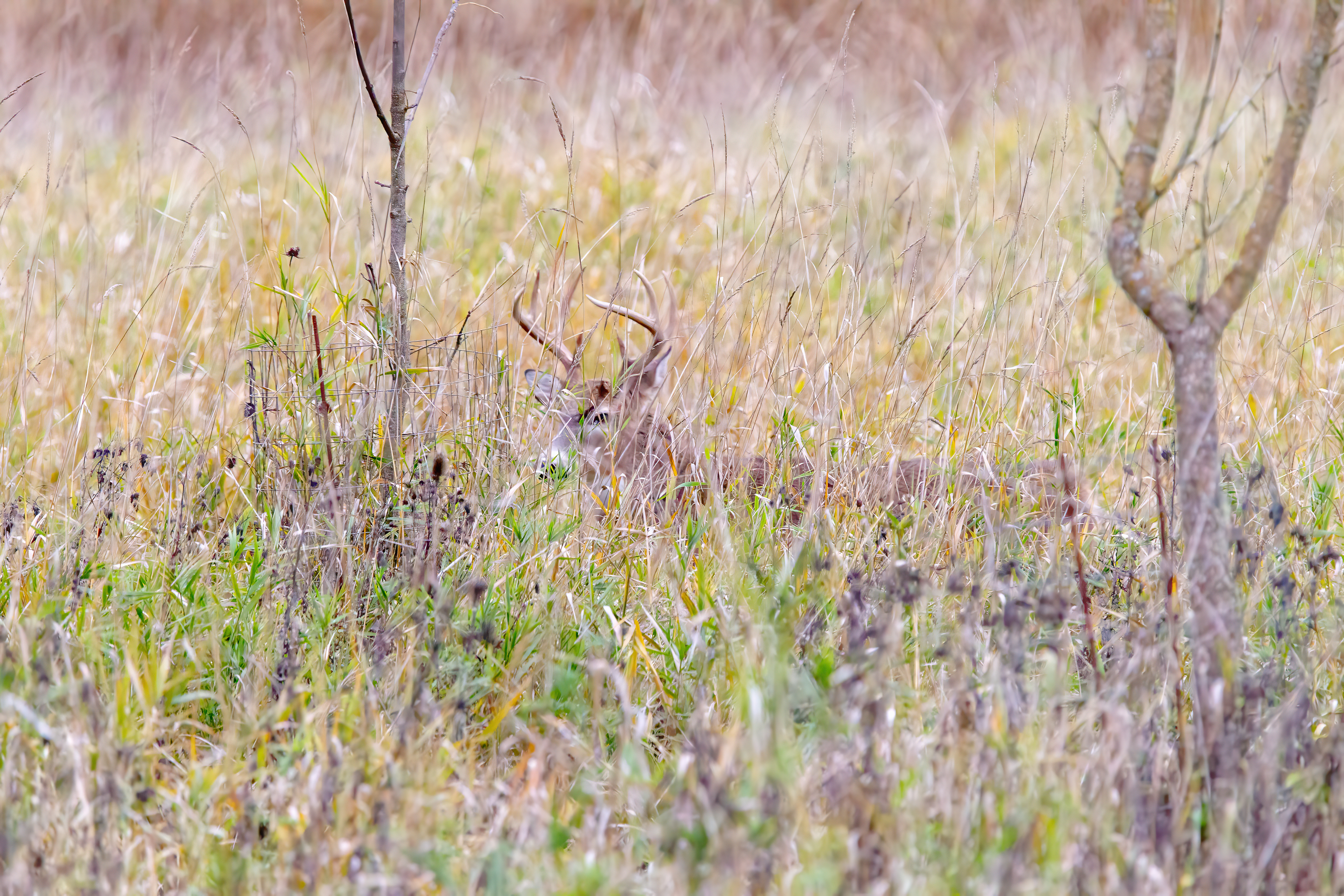 whitetail deer (9)