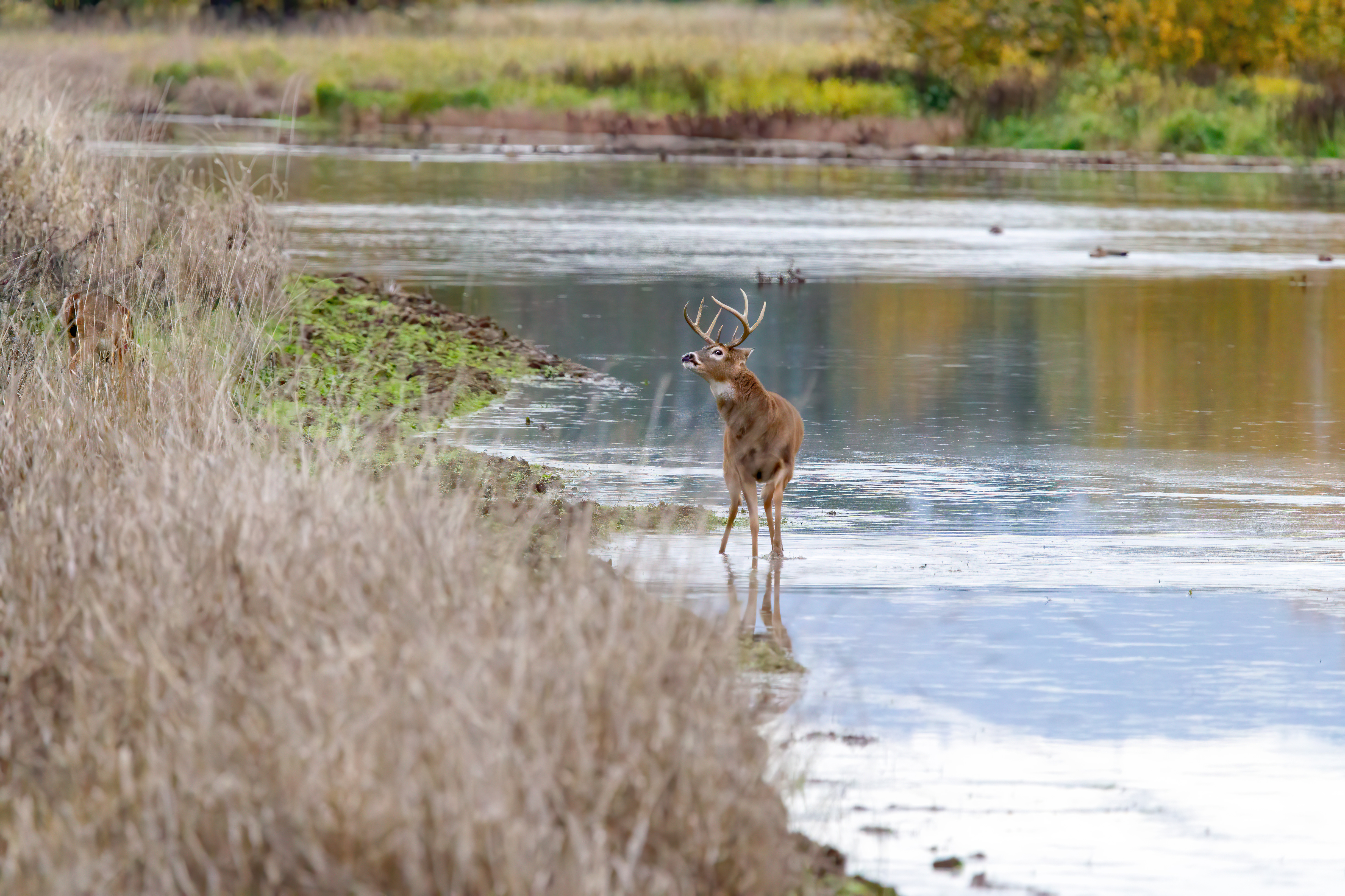 whitetail deer (10)