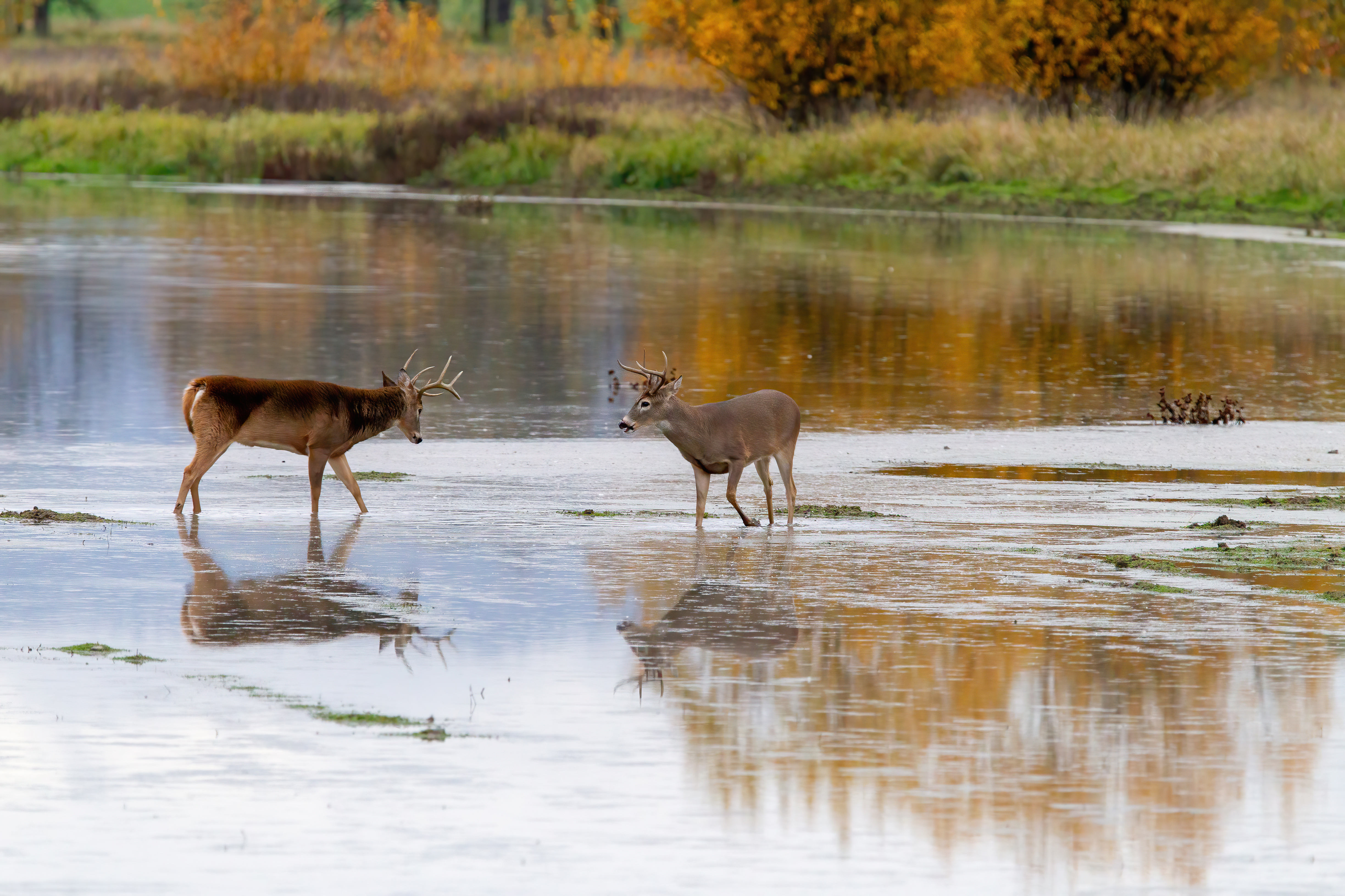 whitetail deer (14)