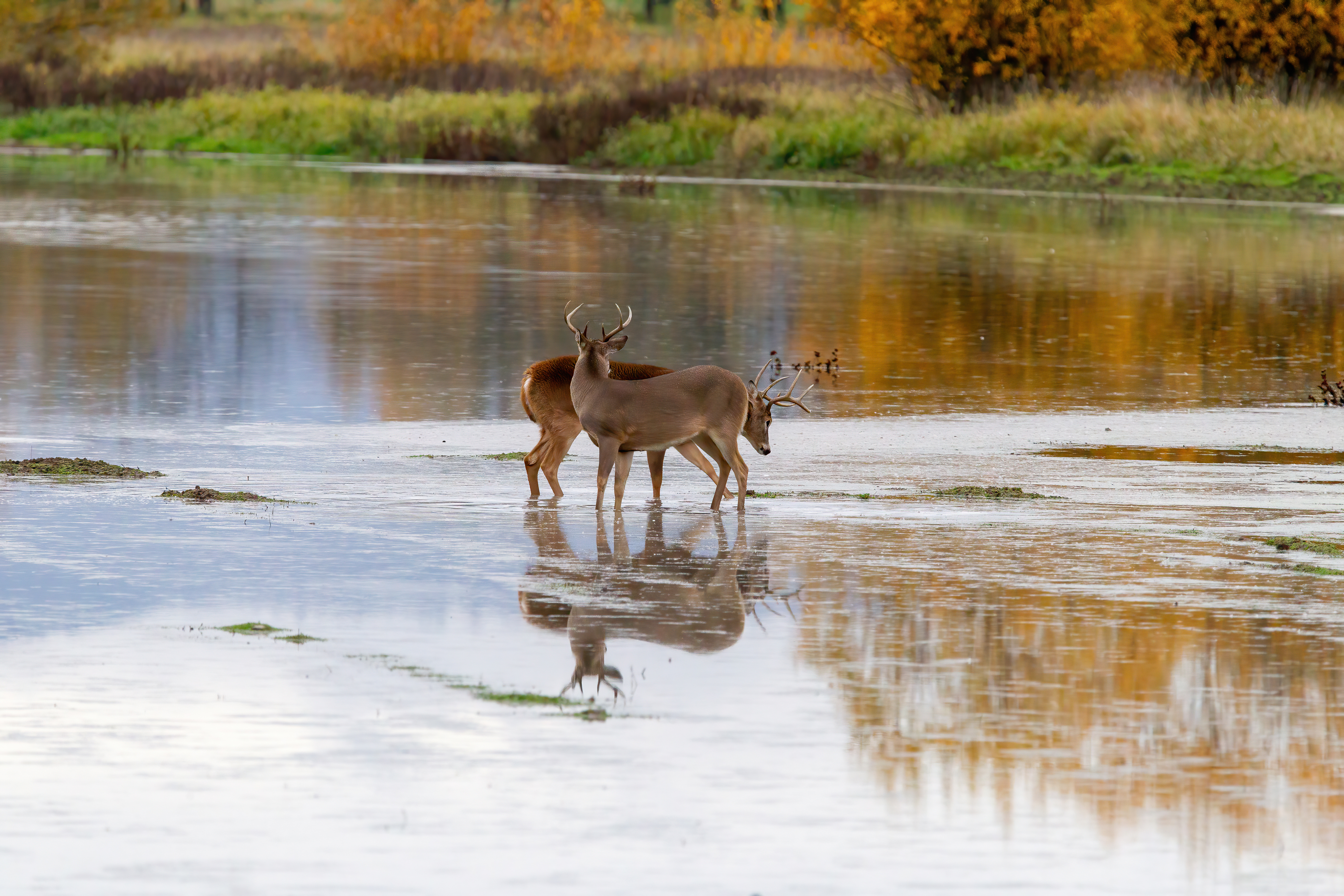 whitetail deer (15)