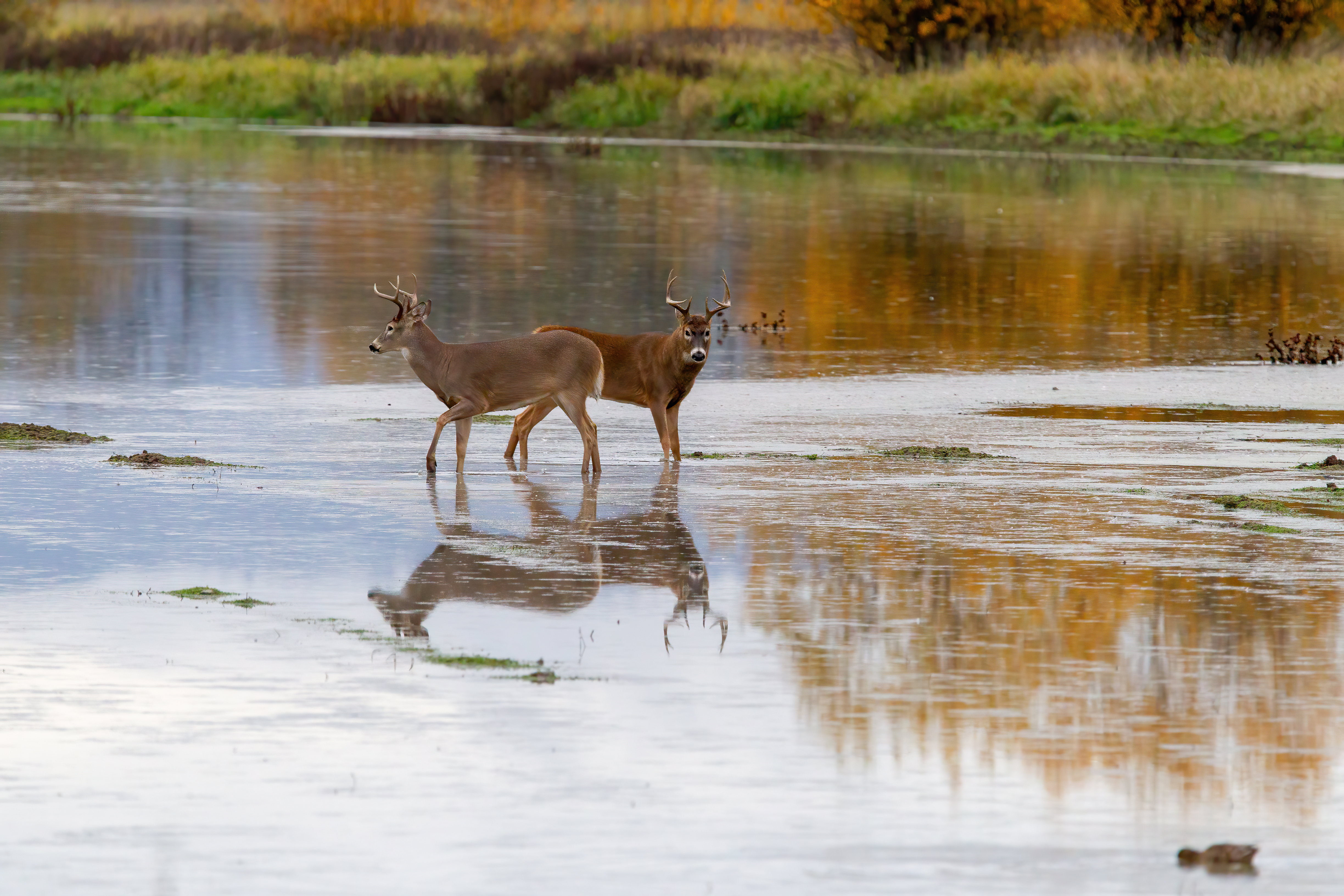 whitetail deer (16)