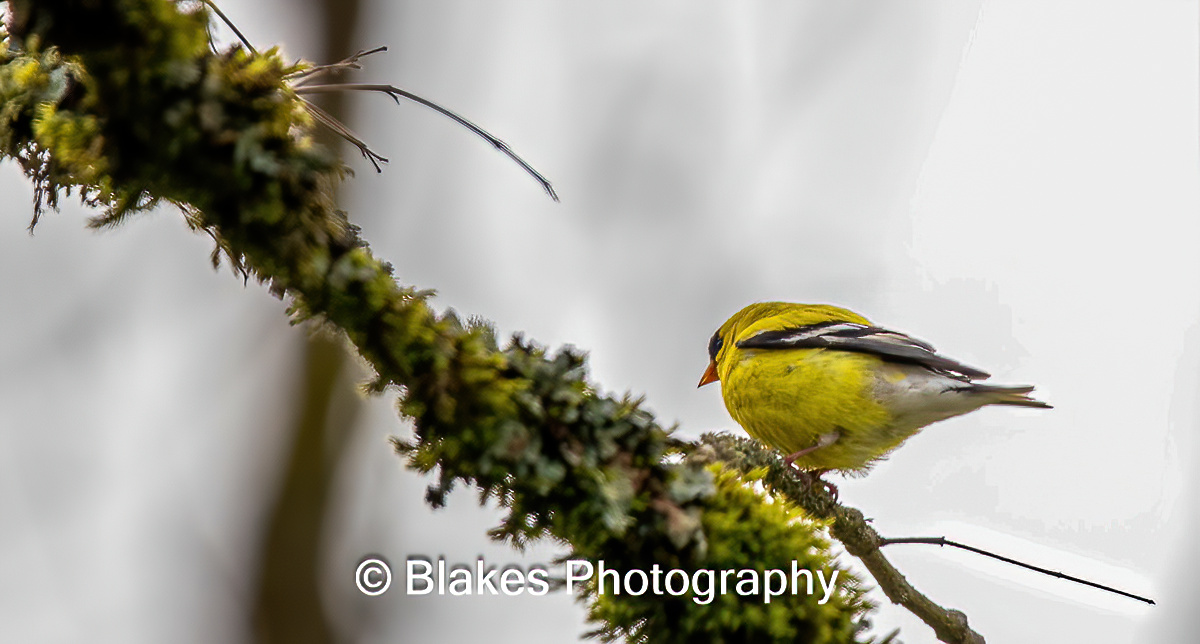 American Goldfinch (1)