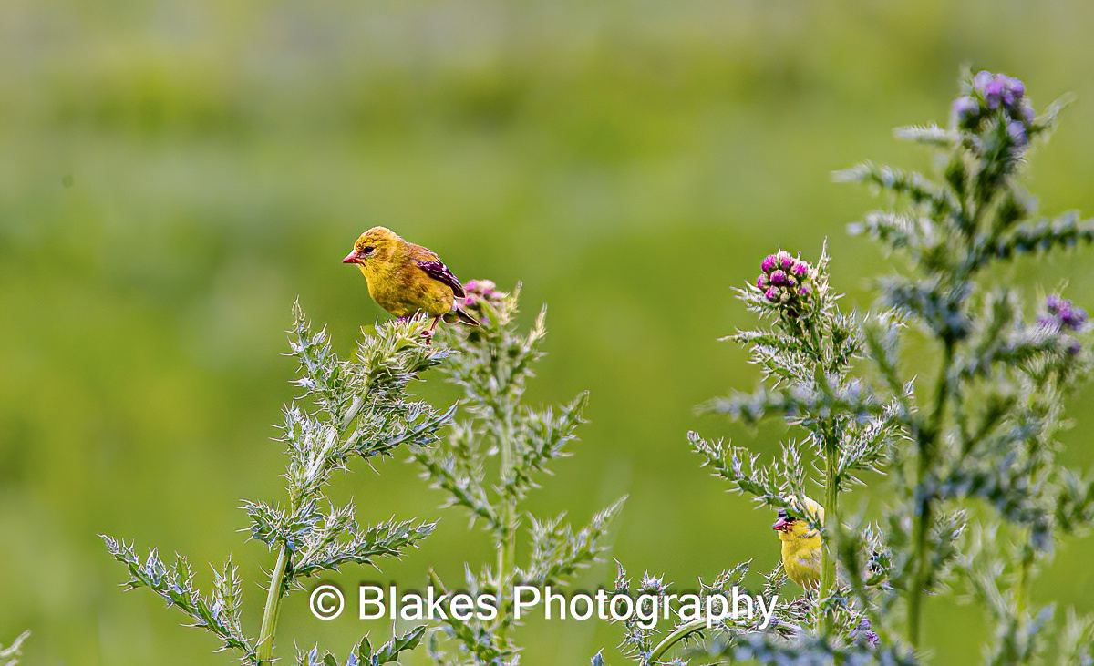 American Goldfinch (2)