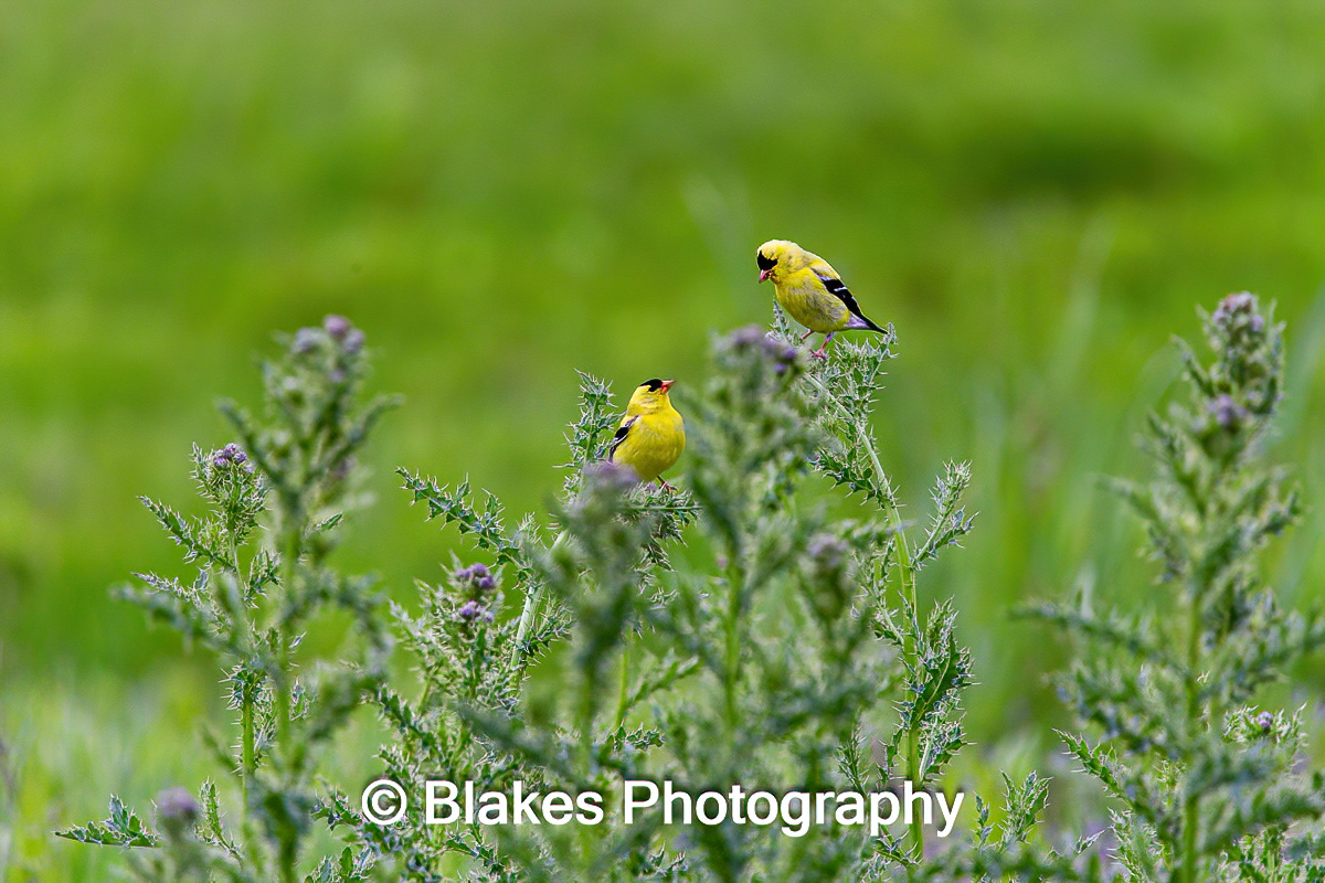 American Goldfinch (3)