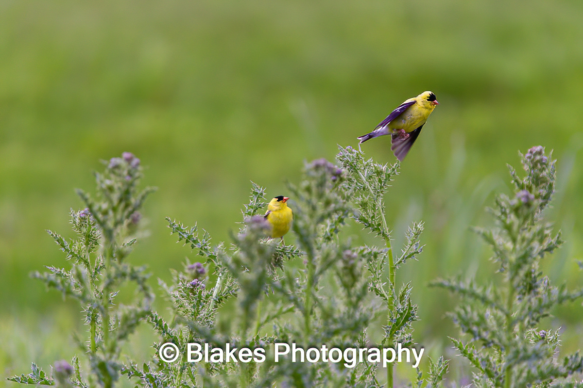 American Goldfinch (4)
