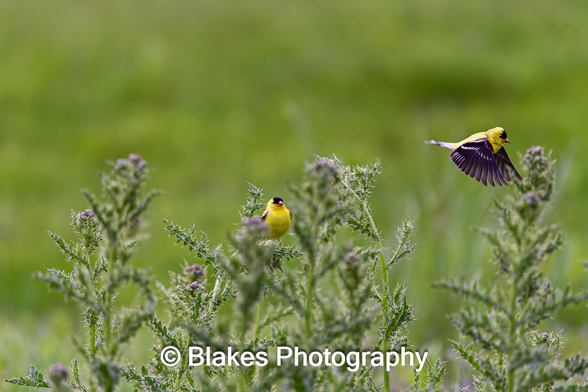 American Goldfinch (5)
