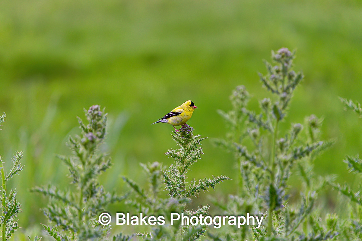 American Goldfinch (6)