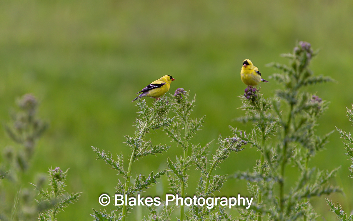 American Goldfinch (7)