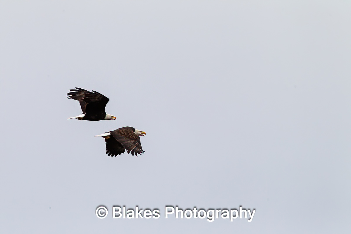 bald eagle (1)