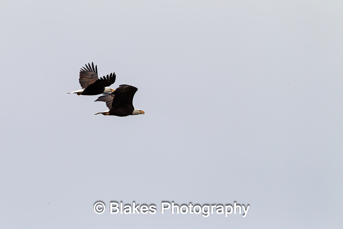bald eagle (2)