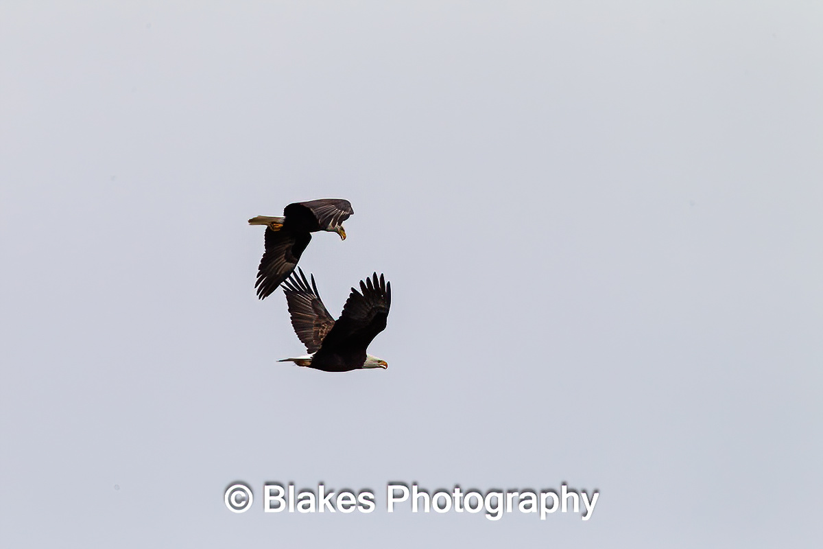 bald eagle (3)