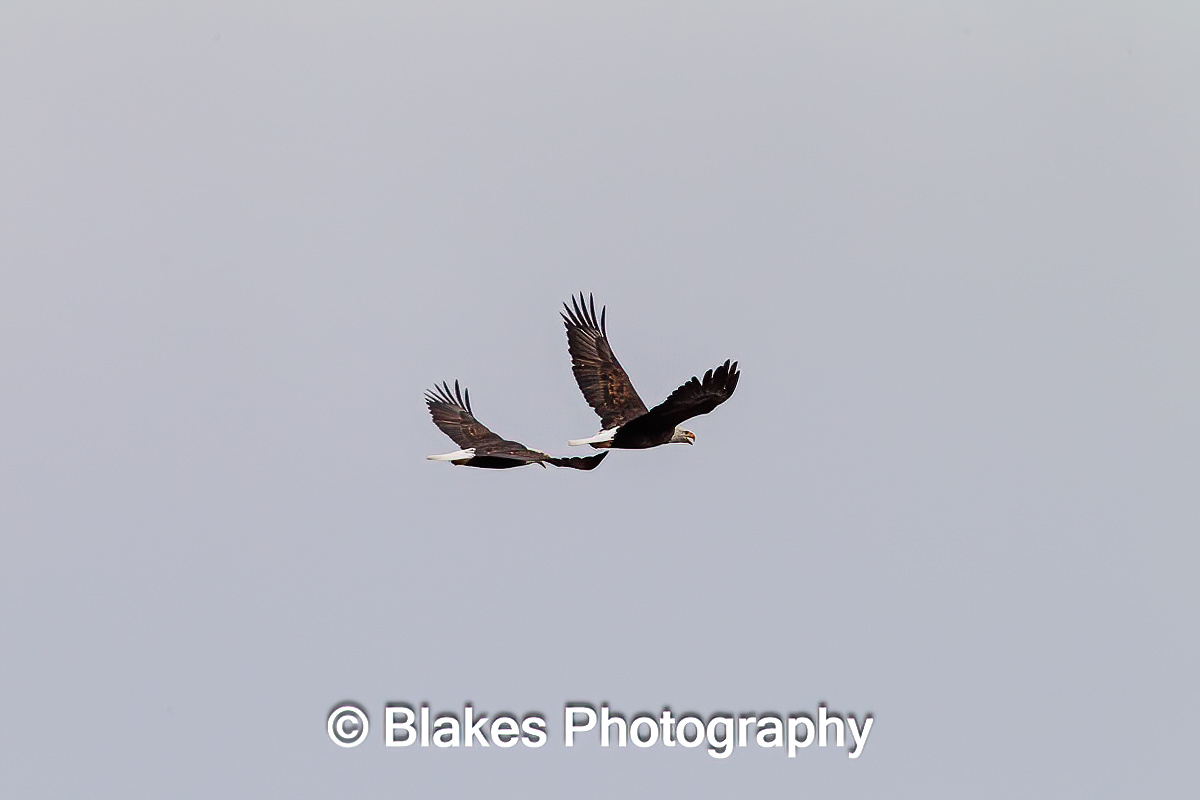 bald eagle (5)