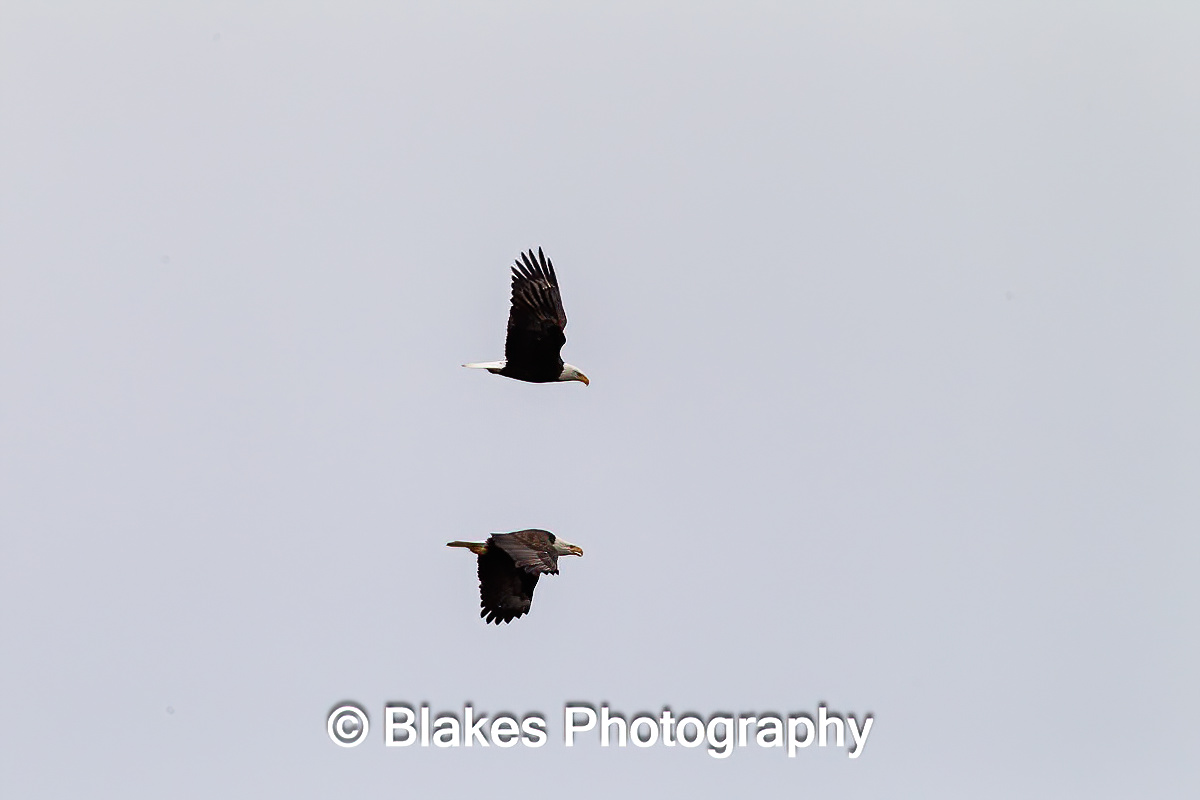 bald eagle (6)