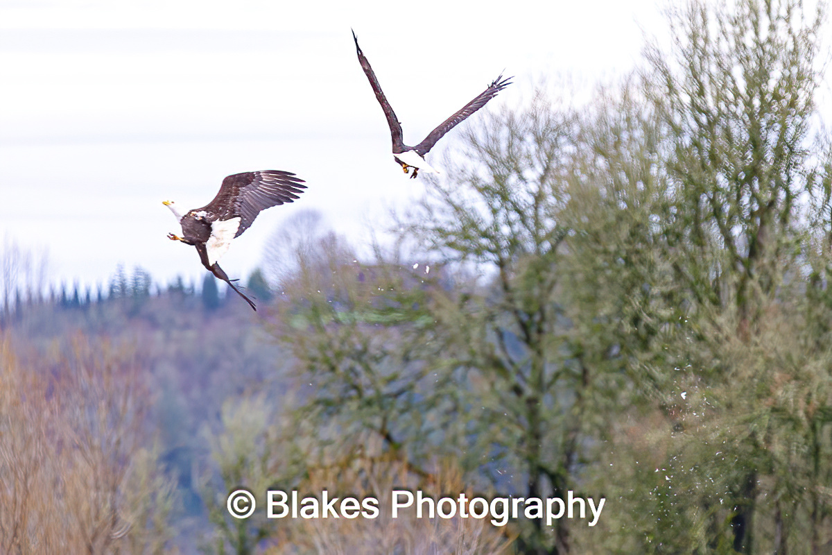 bald eagle (13)