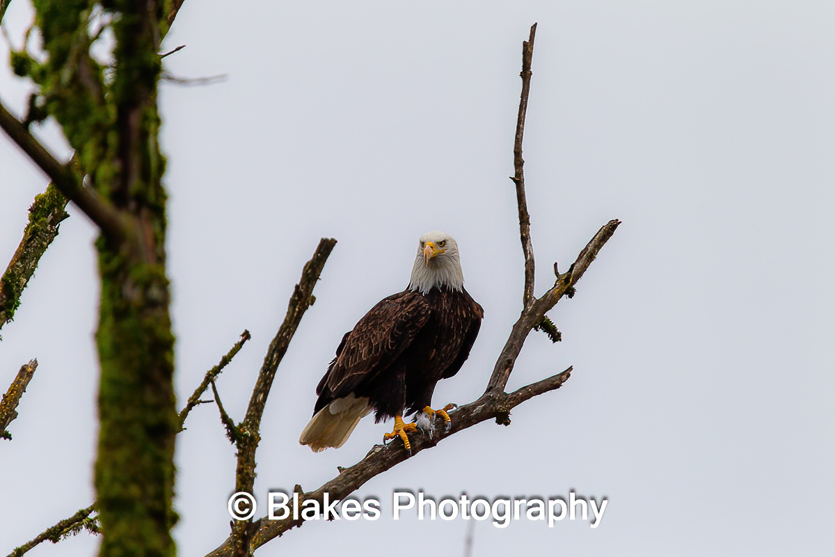 bald eagle (21)