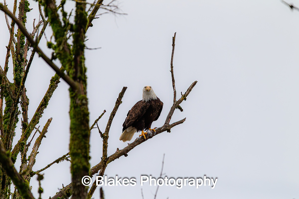 bald eagle (24)