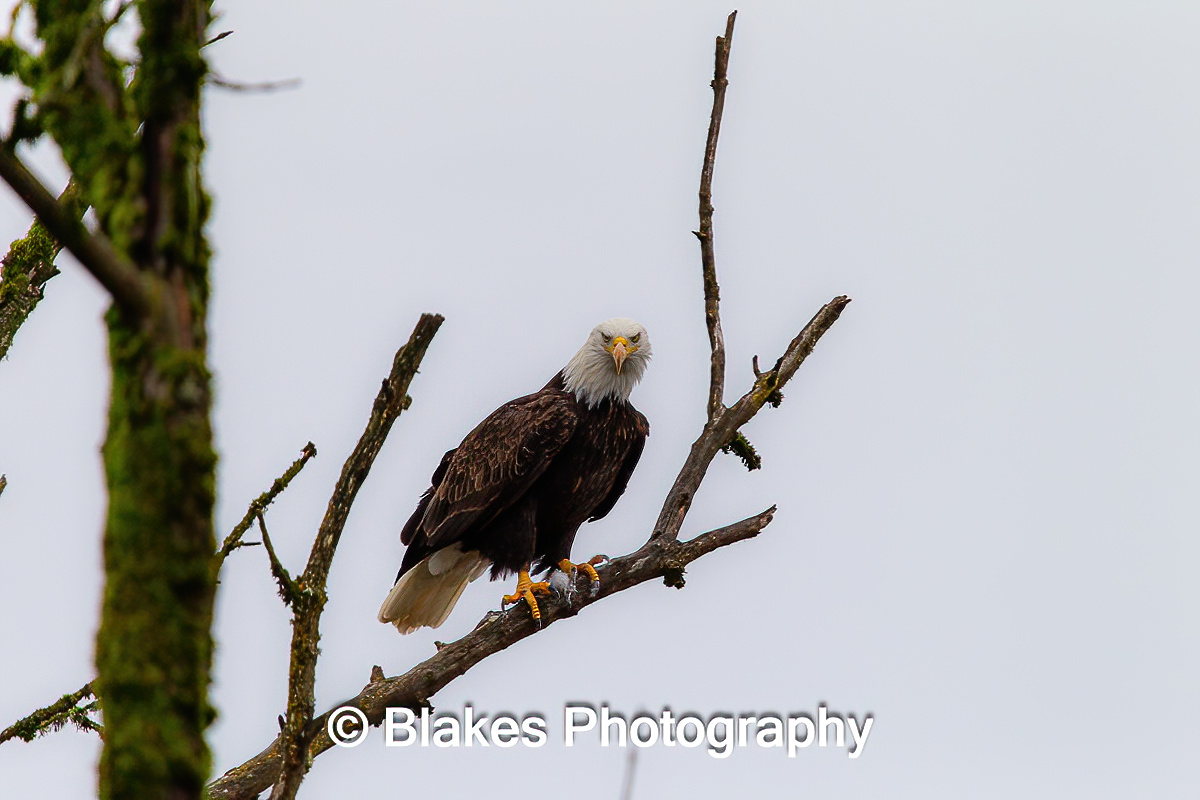 bald eagle (26)