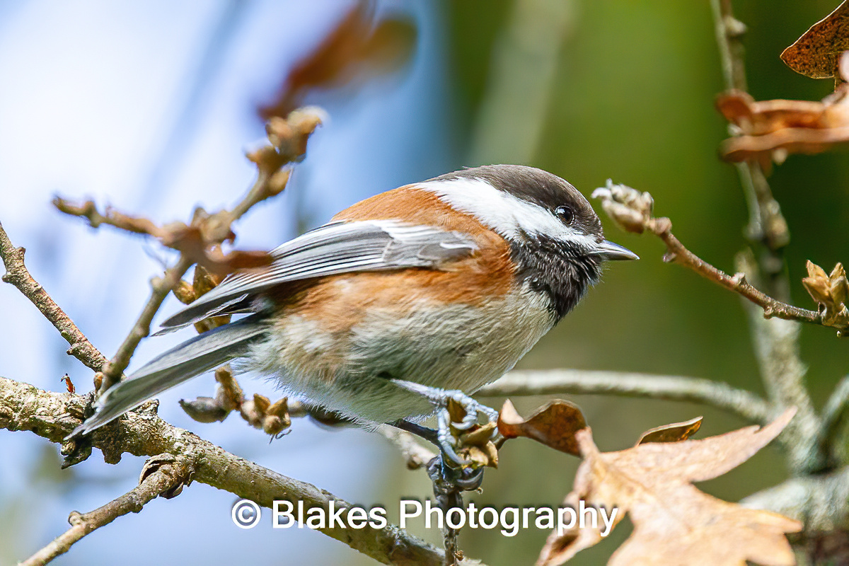 Black-Capped Chickadee (1)