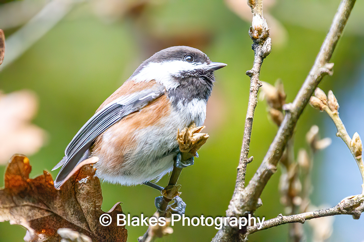 Black-Capped Chickadee (2)