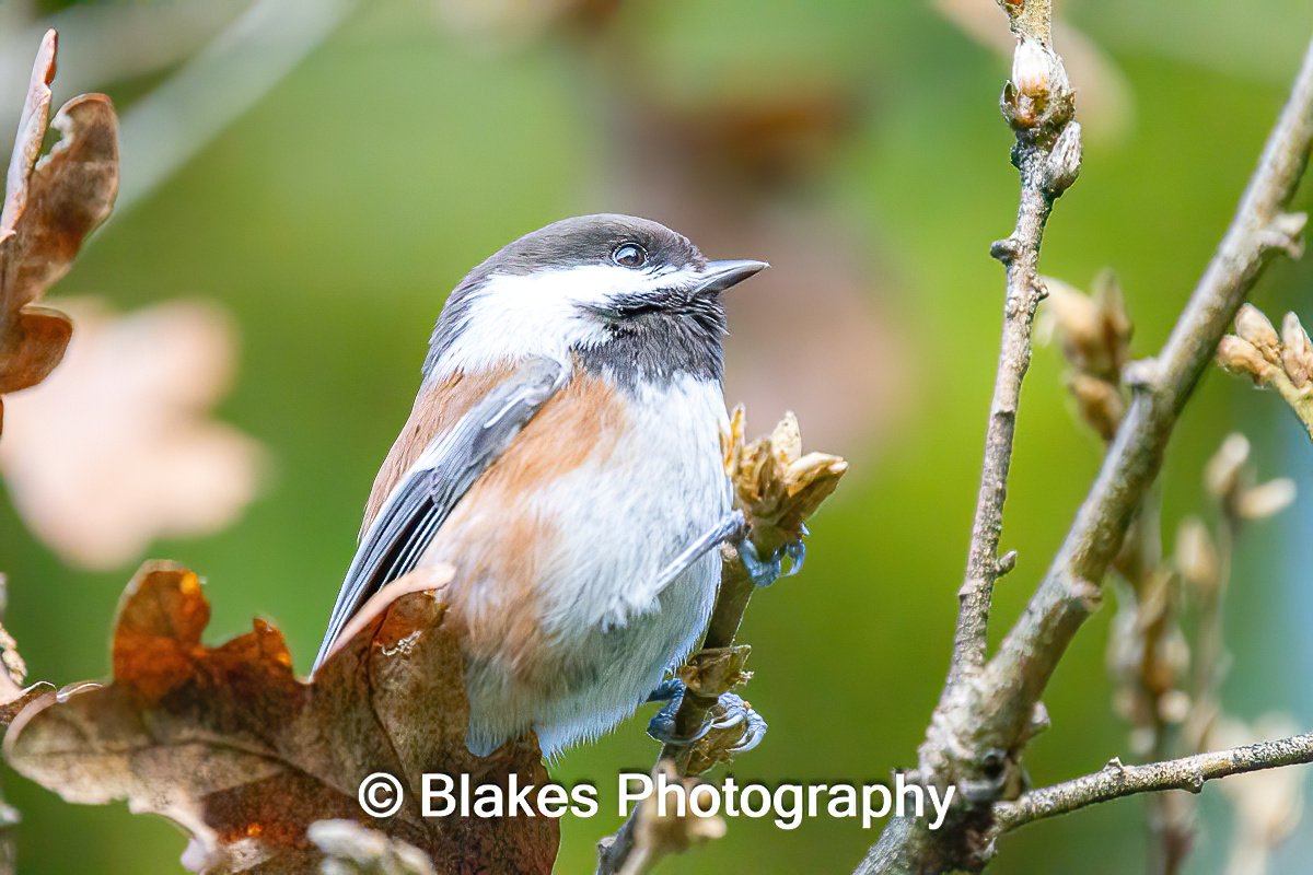 Black-Capped Chickadee (3)