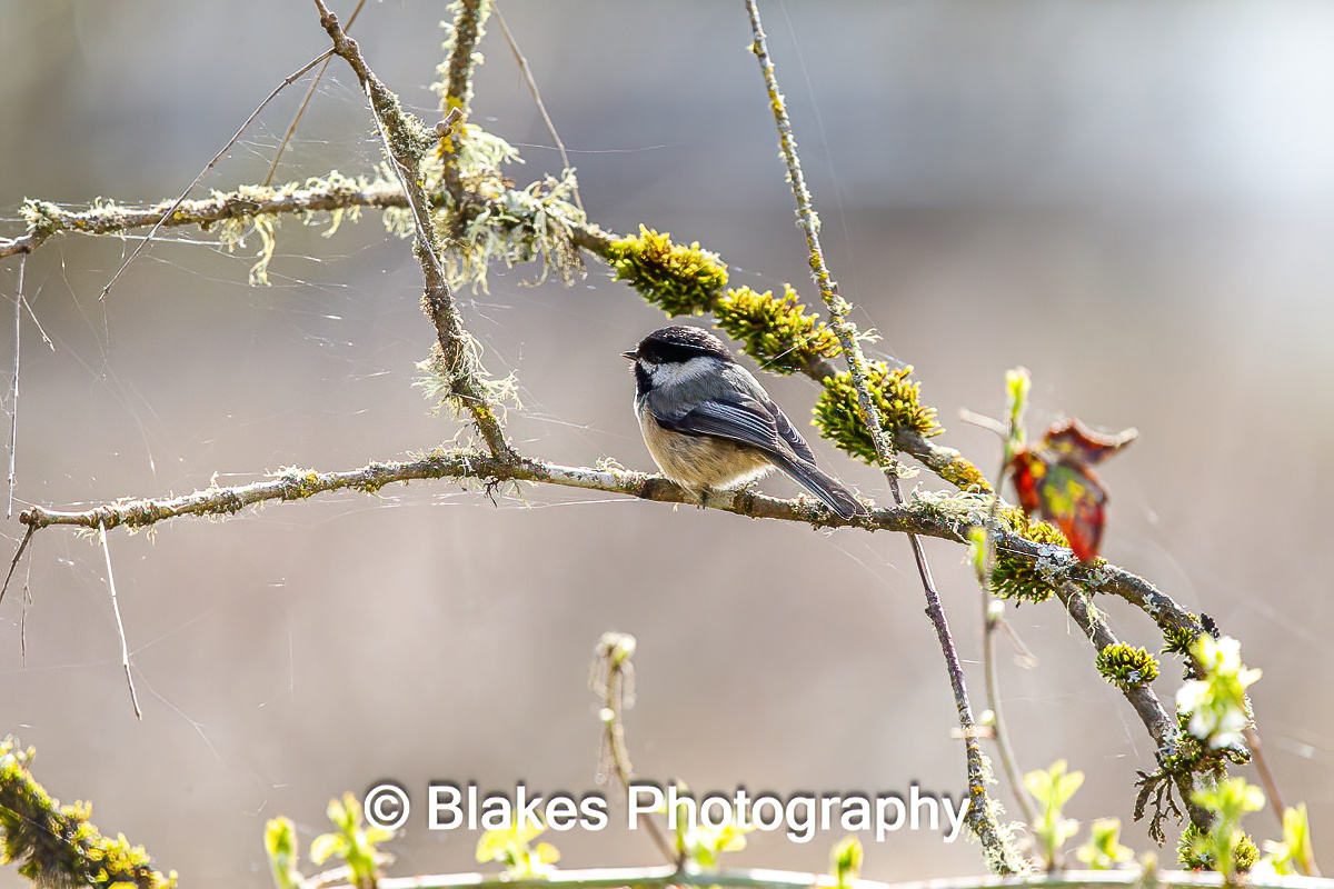 Black-Capped Chickadee (4)