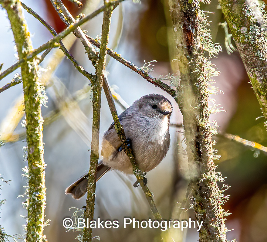 BushTit (1)