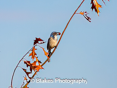 california scrub jay (2/2)