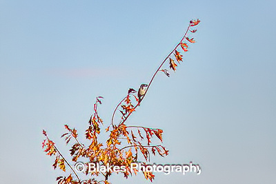 california scrub jay (1/2)