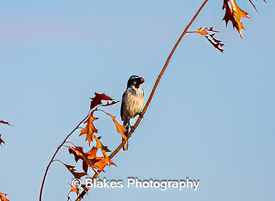 california scrub jay 2  (2 of 2)