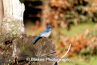 california scrub jay 3