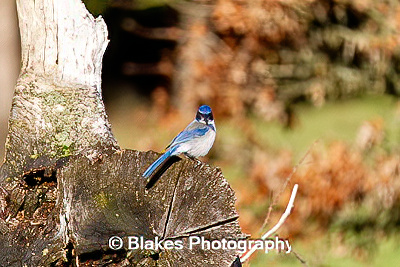 california scrub jay (4)