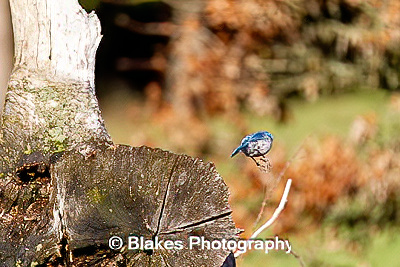 california scrub jay (5)
