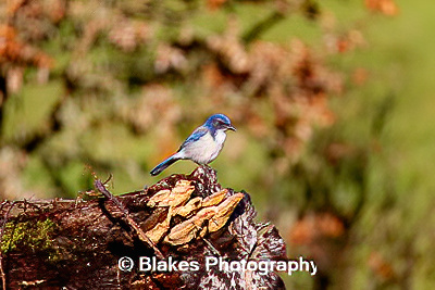 california scrub jay (7)