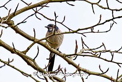 california scrub jay (8)