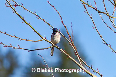 california scrub jay (9)
