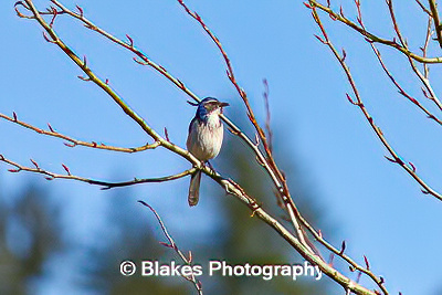 california scrub jay (10)