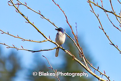california scrub jay (11)