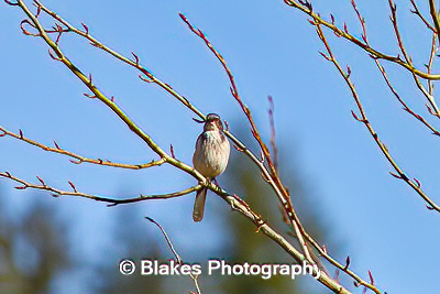 california scrub jay (12)